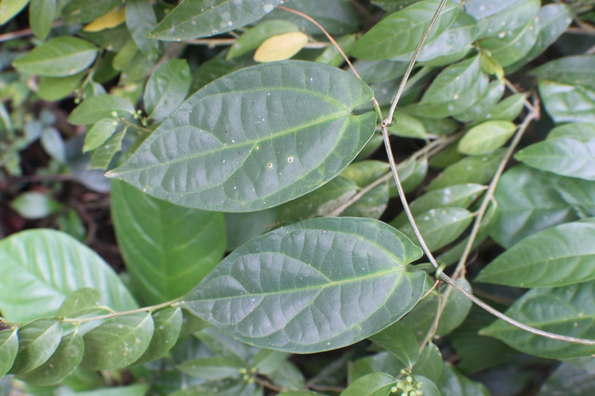 Zanonia indica subsp. indica L.